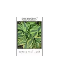 Hosta-Velvet-Moon