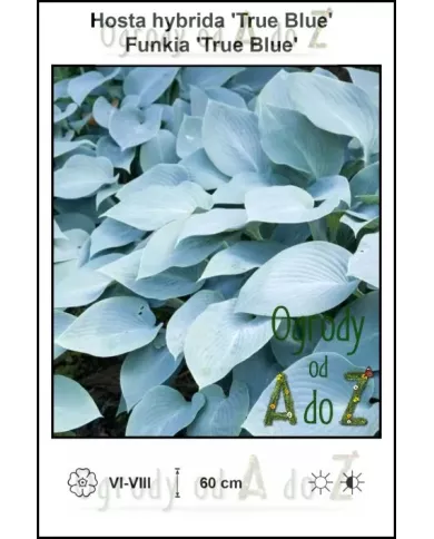 Hosta-hybrida-True-Blue