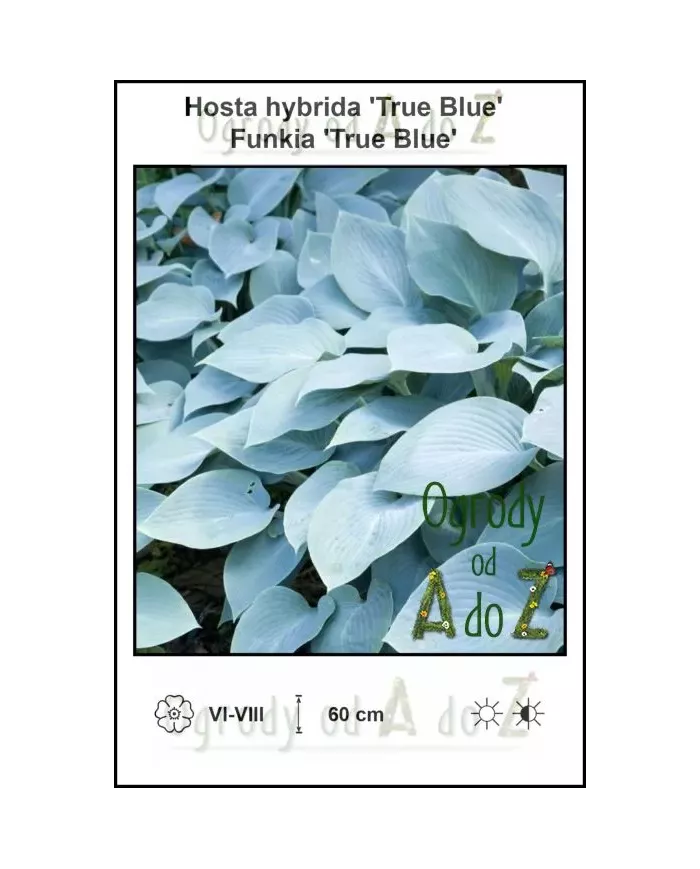 Hosta-hybrida-True-Blue