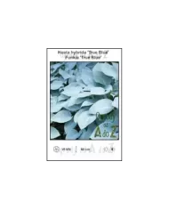 Hosta-hybrida-True-Blue