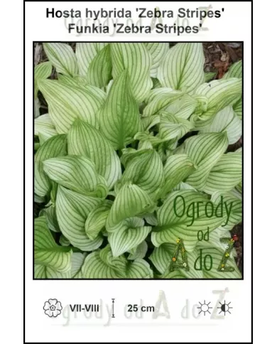 Hosta-hybrida-Zebra-Stripes