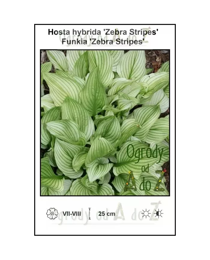 Hosta-hybrida-Zebra-Stripes