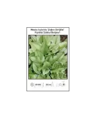 Hosta-hybrida-Zebra-Stripes