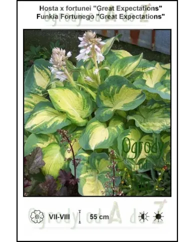 Hosta-x-fortunei-Great-Expectations.jpg