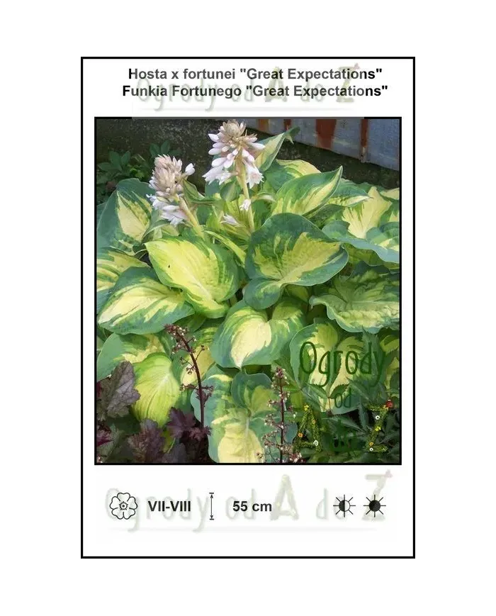 Hosta-x-fortunei-Great-Expectations.jpg