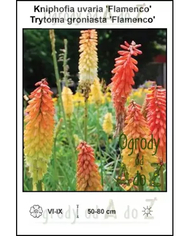 Kniphofia-uvaria-Flamenco