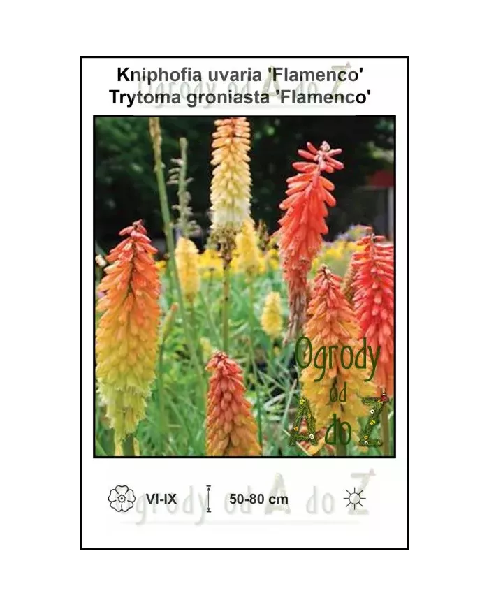 Kniphofia-uvaria-Flamenco