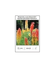 Kniphofia-uvaria-Flamenco