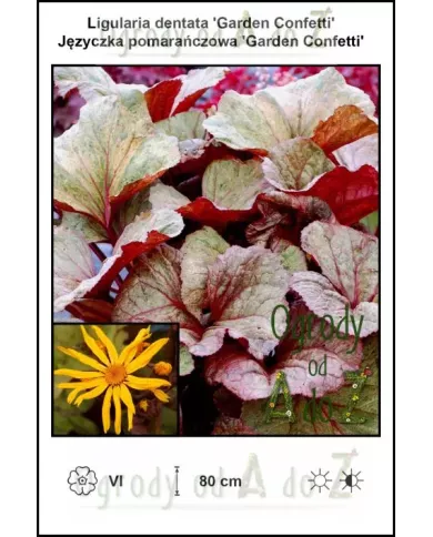 Ligularia-dentata-Garden-Confetti