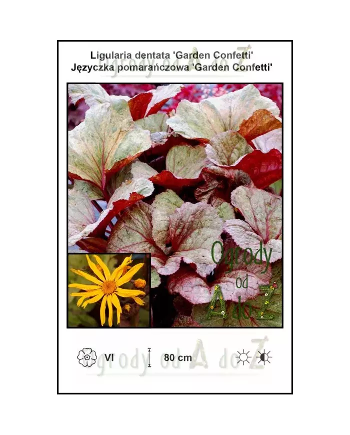 Ligularia-dentata-Garden-Confetti