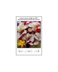 Ligularia-dentata-Garden-Confetti