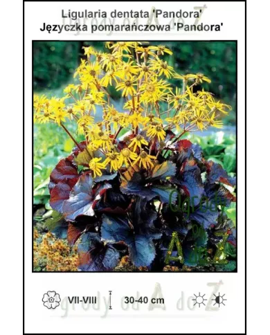 Ligularia-dentata-Pandora