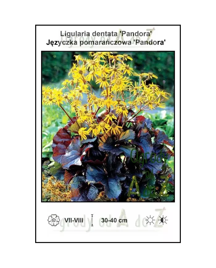 Ligularia-dentata-Pandora