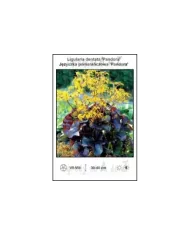 Ligularia-dentata-Pandora