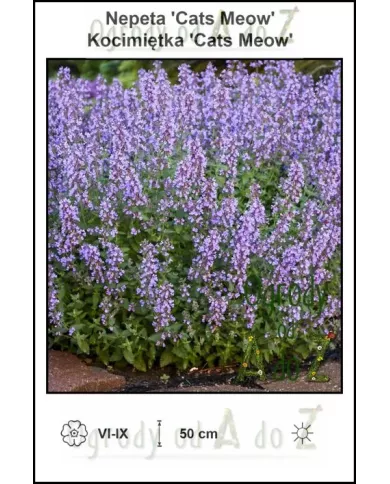 Nepeta-Cats-Meow
