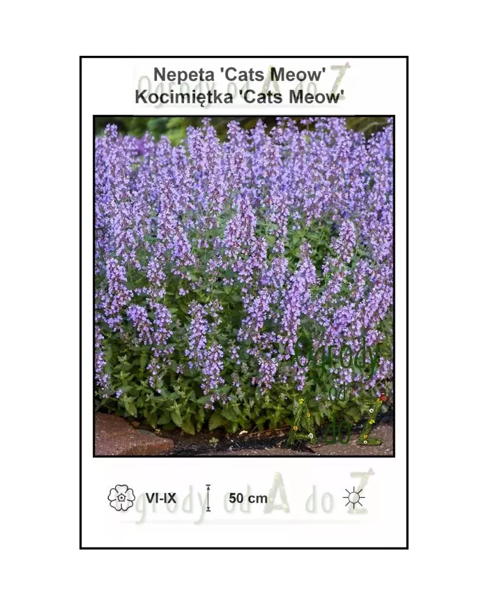 Nepeta-Cats-Meow