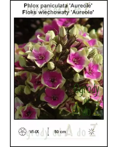 Phlox-paniculata-Aureole Phlox-paniculata-Aureole
