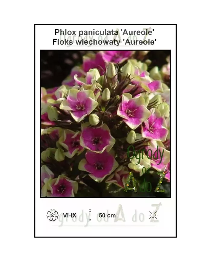 Phlox-paniculata-Aureole Phlox-paniculata-Aureole