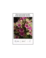 Phlox-paniculata-Aureole