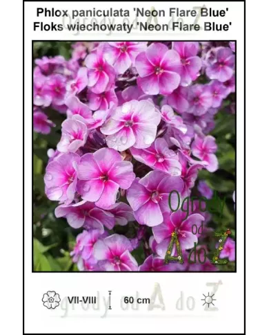 Phlox-paniculata-Neon-Flare-Blue Phlox-paniculata-Neon-Flare-Blue