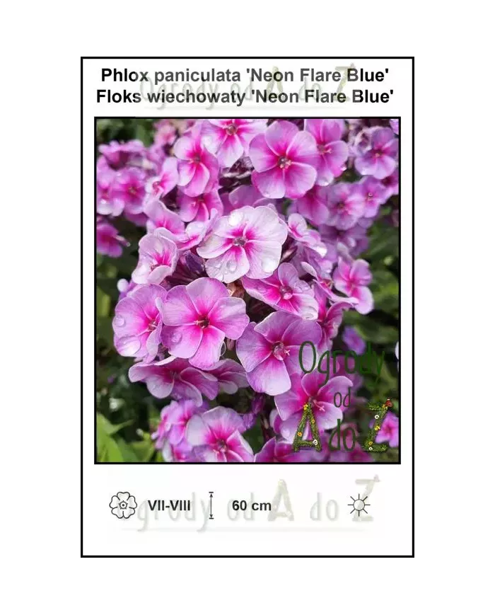 Phlox-paniculata-Neon-Flare-Blue