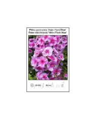 Phlox-paniculata-Neon-Flare-Blue