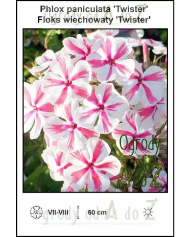 Phlox-paniculata-Twister Phlox-paniculata-Twister