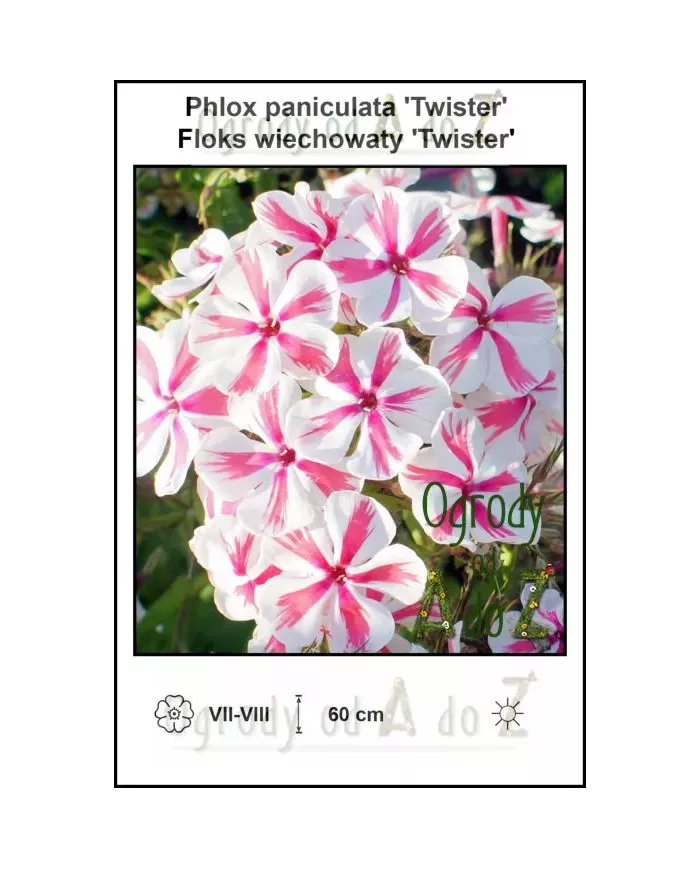 Phlox-paniculata-Twister