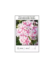 Phlox-paniculata-Twister