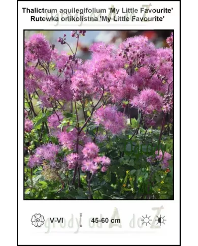 Thalictrum-aquilegifolium-My-Little-Favourite Thalictrum-aquilegifolium-My-Little-Favourite
