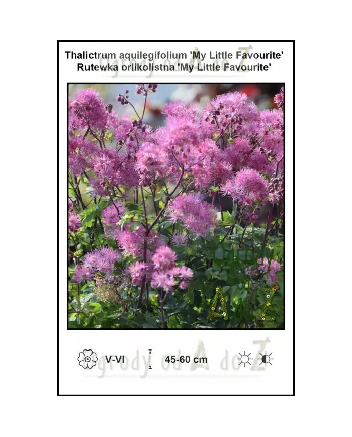 Thalictrum-aquilegifolium-My-Little-Favourite