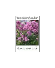 Thalictrum-aquilegifolium-My-Little-Favourite