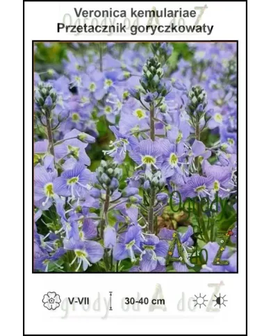 Veronica-kemulariae Veronica-kemulariae