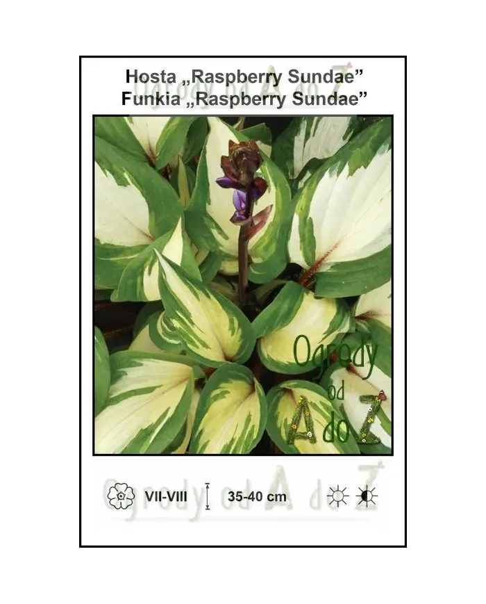 Hosta-Raspberry-Sundae.jpg