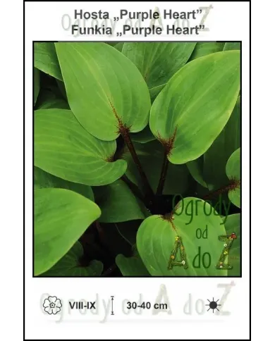 Hosta-Purple-Heart.jpg