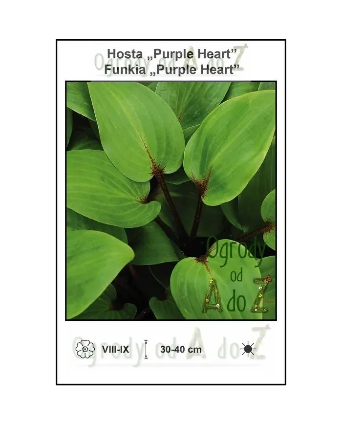 Hosta-Purple-Heart.jpg