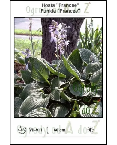 Hosta-Francee.jpg Hosta-Francee.jpg