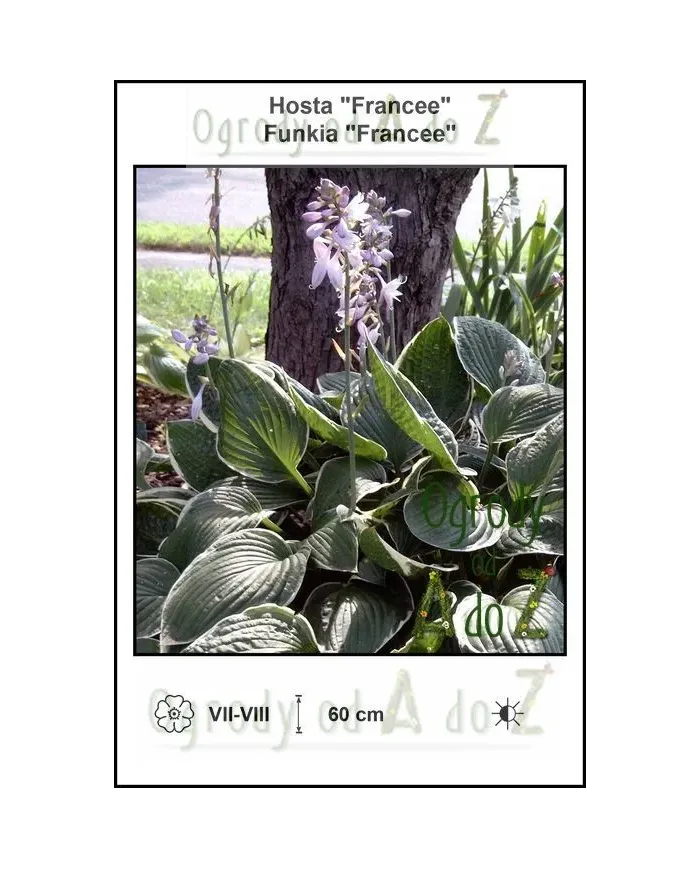 Hosta-Francee.jpg