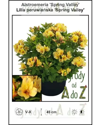 Alstroemeria-Spring-Valley.jpg Alstroemeria-Spring-Valley.jpg