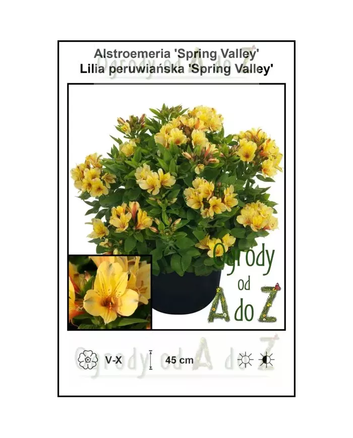 Alstroemeria-Spring-Valley.jpg