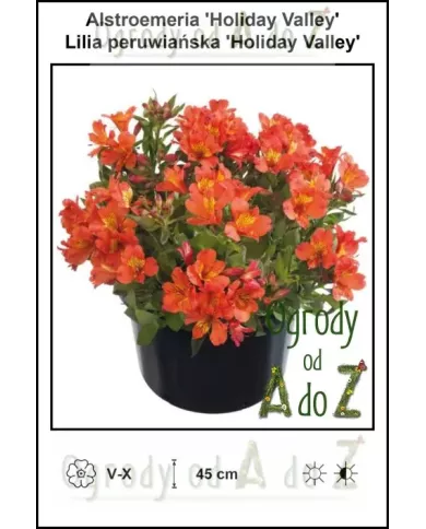 Alstroemeria-Holiday-Valley.jpg Alstroemeria-Holiday-Valley.jpg