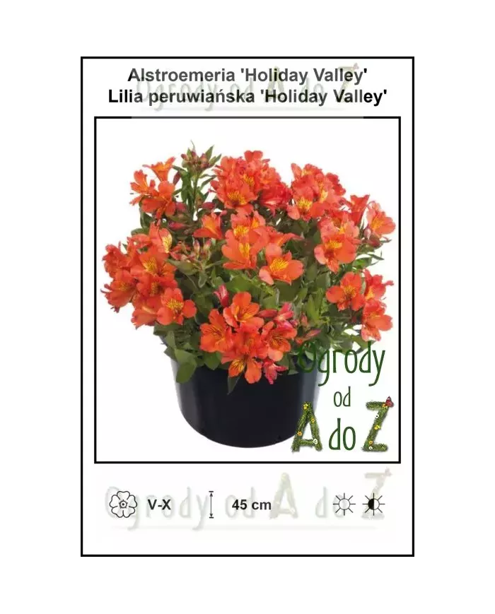 Alstroemeria-Holiday-Valley.jpg