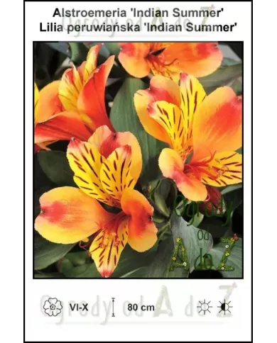 Alstroemeria-Indian-Summer.jpg Alstroemeria-Indian-Summer.jpg