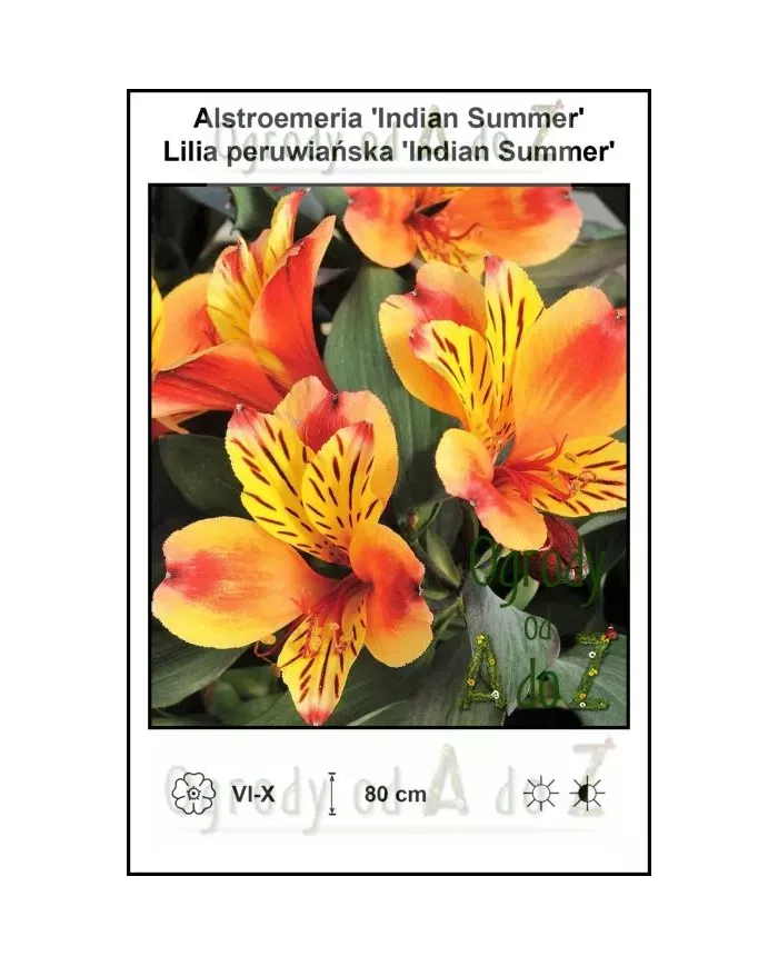 Alstroemeria-Indian-Summer.jpg