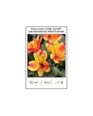 Alstroemeria-Indian-Summer.jpg
