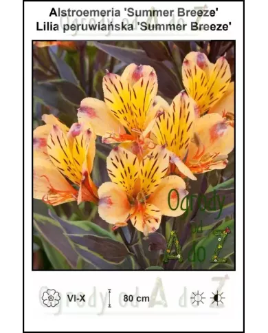Alstroemeria-Summer-Breeze.jpg Alstroemeria-Summer-Breeze.jpg