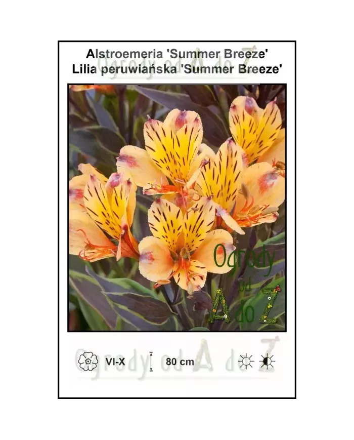 Alstroemeria-Summer-Breeze.jpg