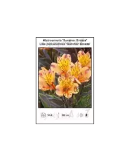 Alstroemeria-Summer-Breeze.jpg