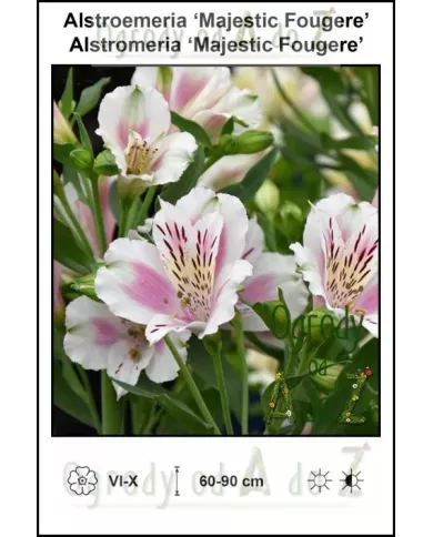 Alstroemeria-Majestic-Fougere.jpg Alstroemeria-Majestic-Fougere.jpg