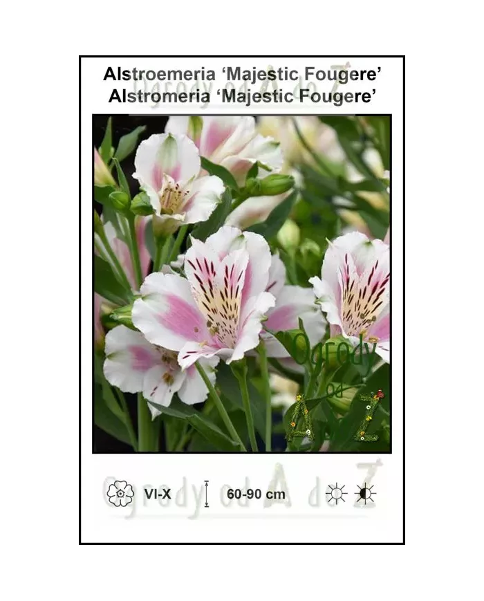 Alstroemeria-Majestic-Fougere.jpg